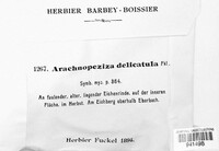 Arachnopeziza delicatula image